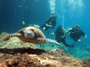 Diving @ Koh Bida with Dive & Relax