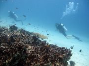 Koh Haa Diving