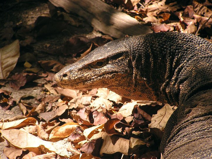 Monitor Lizard @ Koh Rok