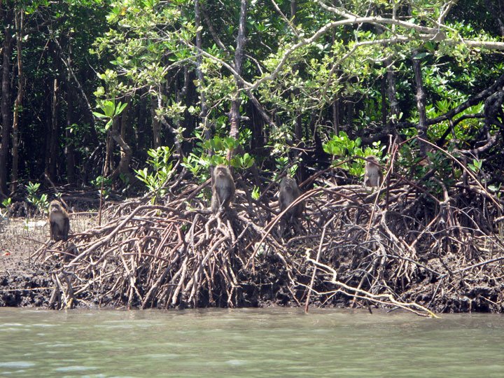 Mangrove Tours Koh Lanta