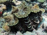 Fluted Giant Clam (Tridacna squamosa)