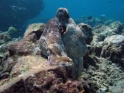 Day Octopus (Octopus cyanea) @ Koh Haa