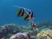 Longfin Bannerfish (Heniochus acuminatus) @ Koh Haa