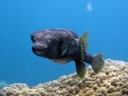 Spotfin Burrfish (Chilomycterus reticulatus) @ Hin Bida