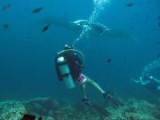 Giant Oceanic Manta Ray (Manta birostris)