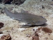 Zebra (Leopard) Shark (Stegostoma fasciatum) @ Shark Point